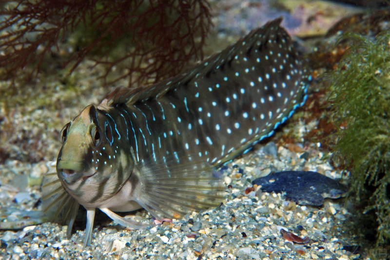 Salaria pavo (Bavosa pavone)